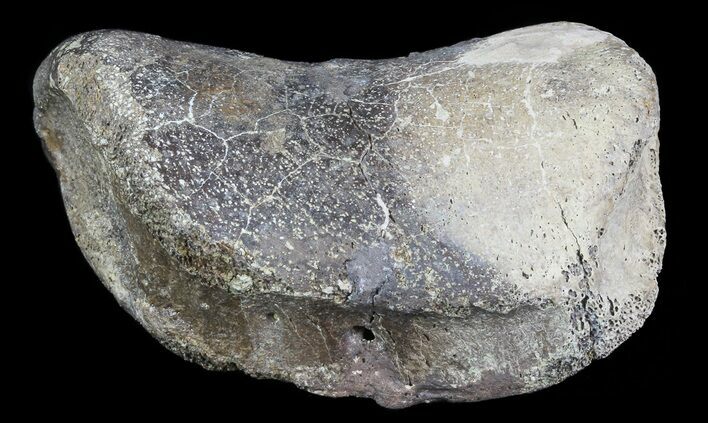 Hadrosaur Toe Bone - Alberta (Disposition #-) #71655